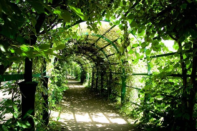 chemin avec des plante autour